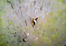 Bed of Anemone, maybe I can write a song about it=:) by Bernard Maglana 